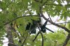 20150805-Solo Drone in Tree.jpg