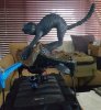 CatQuad.jpg