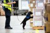sniffing-dog-.jpg