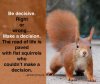 Squirrel.jpg