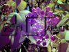 lilac.jpg
