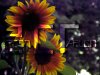 sunflowers.jpg
